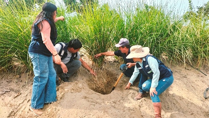 GORE LOGRA PRODUCIR EN SUS LABORATORIOS ESPECIE VEGETAL PASTO VETIVER