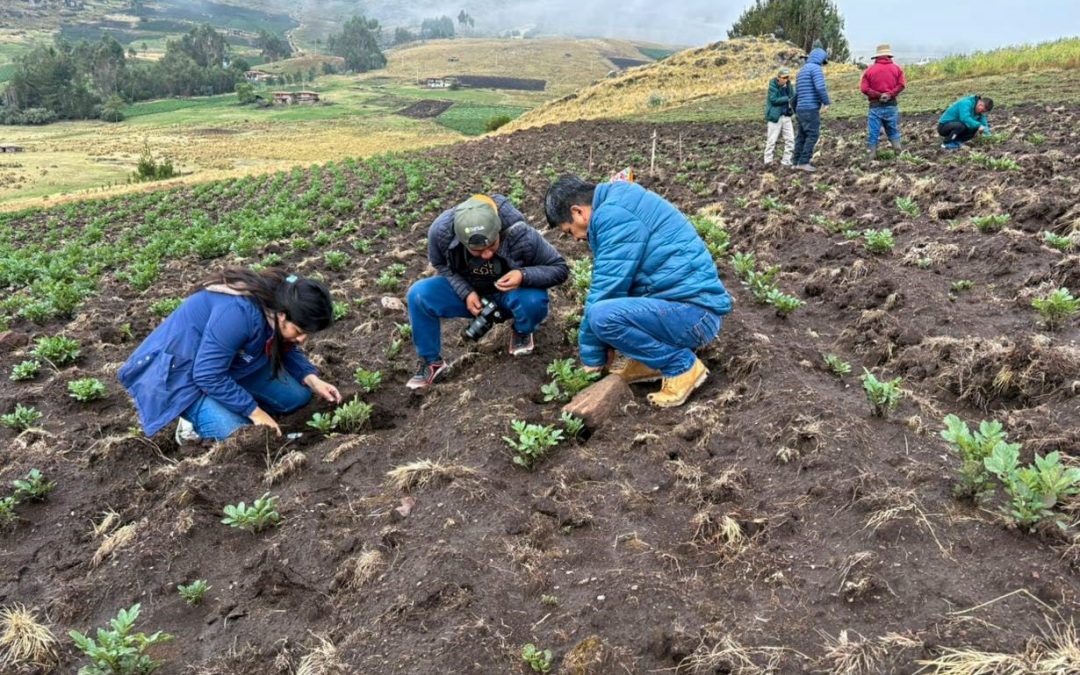 CHAVIMOCHIC FRENA PÉRDIDAS EN CULTIVOS DE PAPA CON TECNOLOGÍA DE HONGOS BENÉFICOS