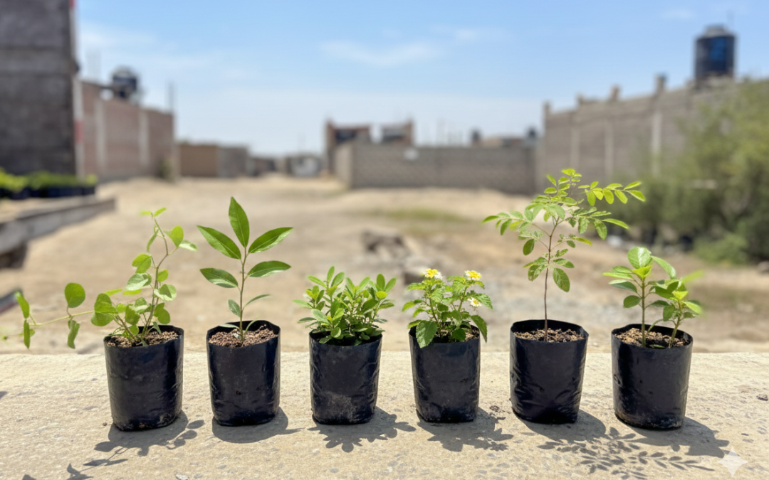 CENTRO POBLADO LUZ DEL SOL CONTARÁ CON NUEVAS ÁREAS VERDES GRACIAS AL GORE