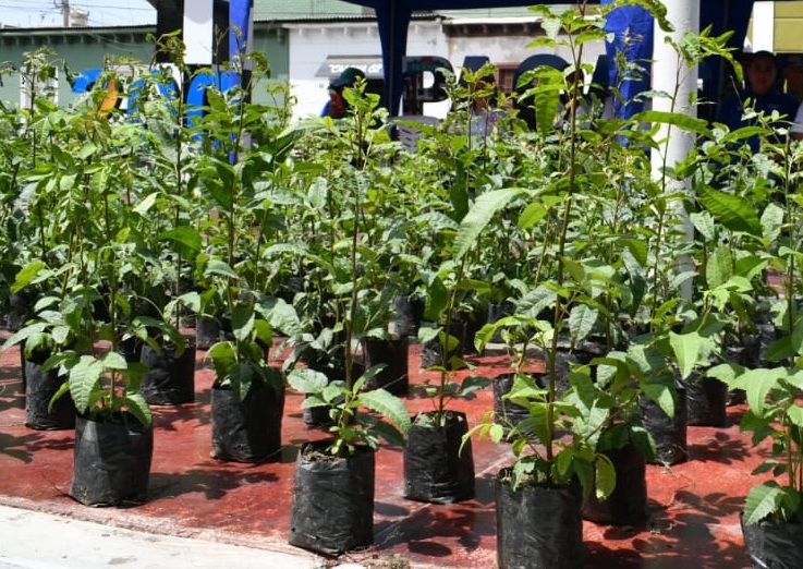 GORE ENTREGA MIL MOLLES HAWAIANOS A PACASMAYO PARA INCREMENTAR LAS ÁREAS VERDES