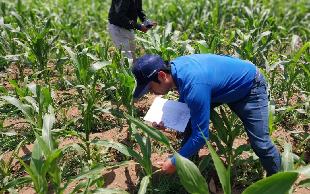 GORE Y SENASA UNEN ESFUERZOS PARA ERRADICAR LA MOSCA DE LA FRUTA EN LA REGIÓN
