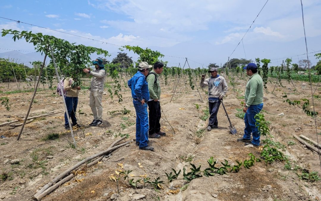 PECH PROMUEVE USO DE BIOCONTROLADORES PARA EVITAR PÉRDIDAS EN CULTIVOS DE FRESA