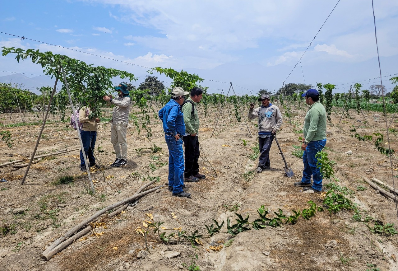 25 de noviembre – Pech 2