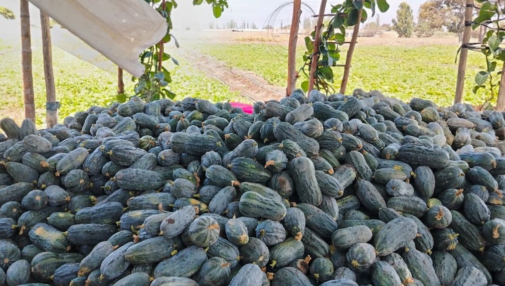 CHAVIMOCHIC REACTIVA LA AGRICULTURA FAMILIAR EN CHEPÉN CON EL CULTIVO DE ZAPALLO LOCHE