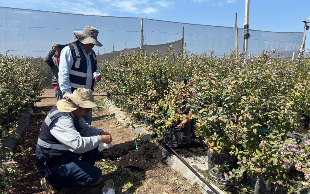 PECH IMPULSA EL CONTROL BIOLÓGICO DE PLAGAS EN APOYO A PEQUEÑOS PRODUCTORES DE ARÁNDANO