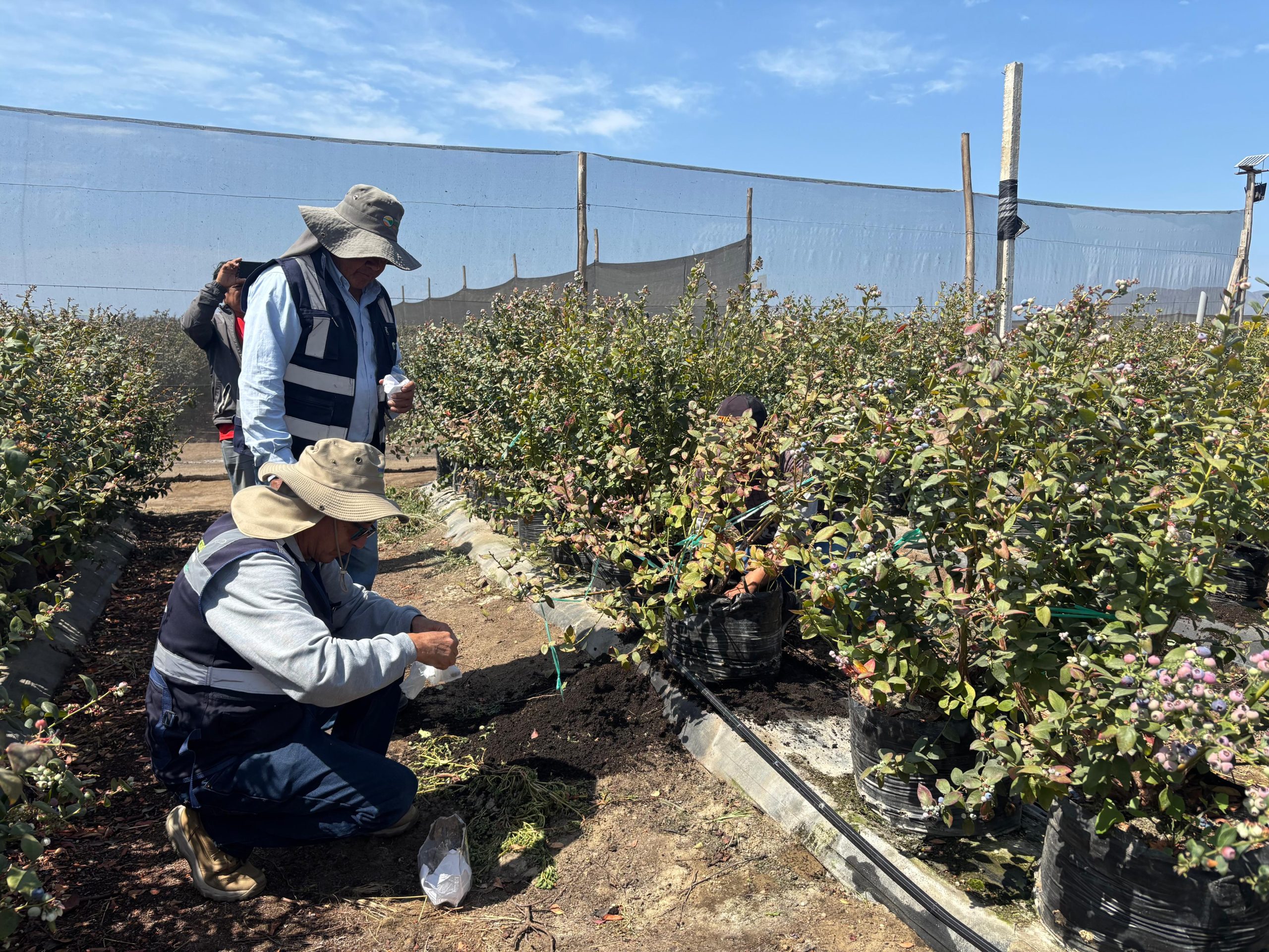 30 de noviembre – Chavimochic Arándanos
