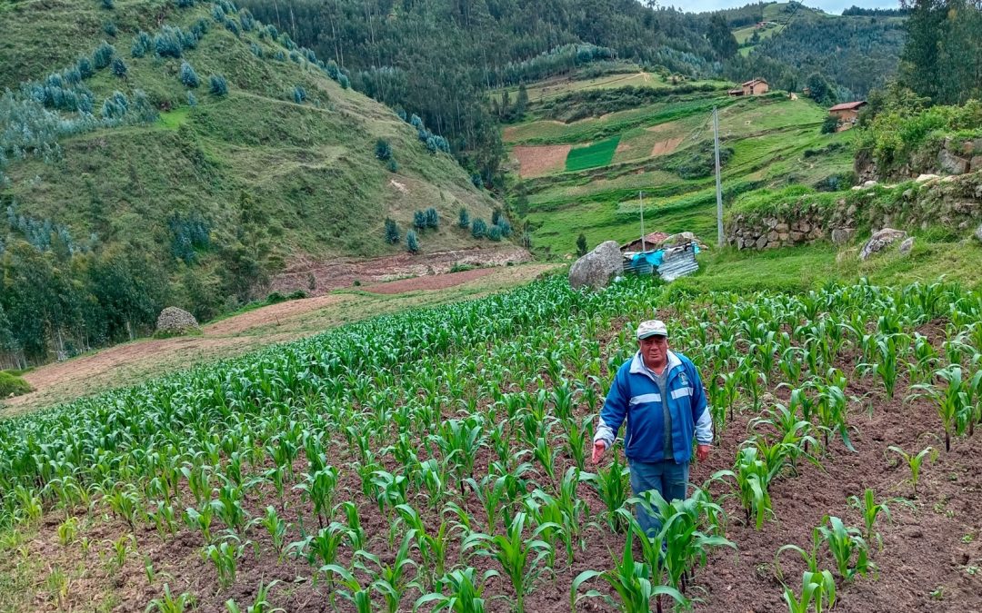 CAMPAÑA AGRÍCOLA CRECE Y SUPERA LAS 183 MIL HECTÁREAS SEMBRADAS EN LA LIBERTAD