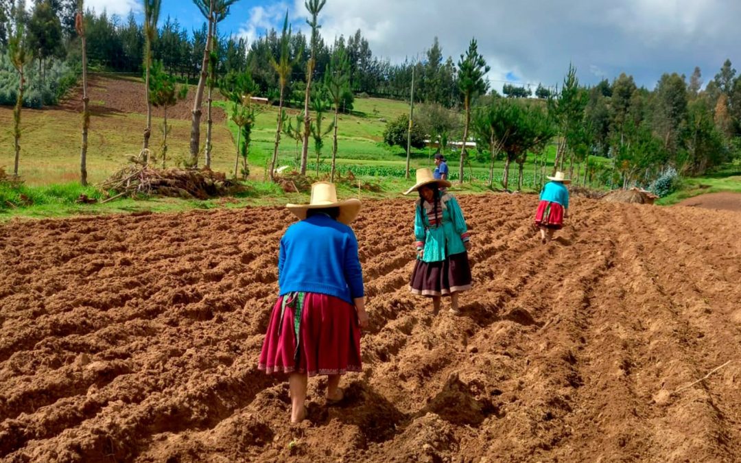MÁS DE 400 PERSONAS SE BENEFICIAN CON ESCUELA DE CAMPO PARA AGRICULTORES EN LA LIBERTAD
